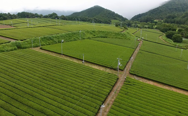茶園