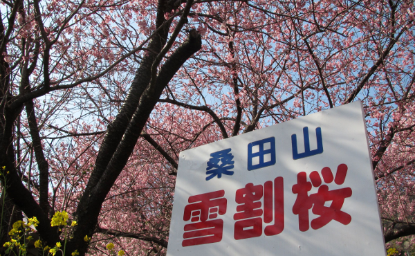雪割桜